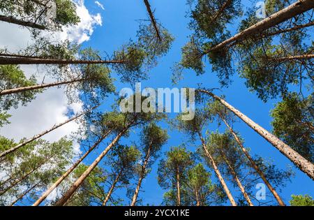 Kronen der hohen Kiefern über seinem Kopf in den Wald vor blauem Himmel Stockfoto