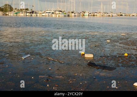 Blick vom Albert Whitted Playground in das südliche Yachtbecken in St. Petersburg, FL. Müll im Bucht-Wasser nach Hurrikan Milton Sturm. Künstliche Kunststoffe Stockfoto