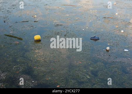 Gelb-blauer Müll im Bucht-Wasser nach Hurrikan Milton Sturm. Künstliche Kunststoffe beschädigte Küstenlinie mit Mikroplastik, Flaschen. Trümmer im Abfluss der Natur Stockfoto