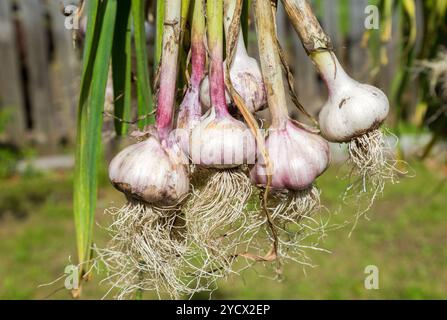 Frisch Knoblauch Zwiebeln trocknen in der freien Natur geerntet. Vegetarische Ernährung Stockfoto