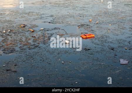 Orangene Schwimmweste und Müll im Bucht-Wasser nach Hurrikan Milton Sturm. Künstliche Kunststoffe beschädigte Küstenlinie mit Mikroplastik, Flaschen. Trümmer in Natu Stockfoto