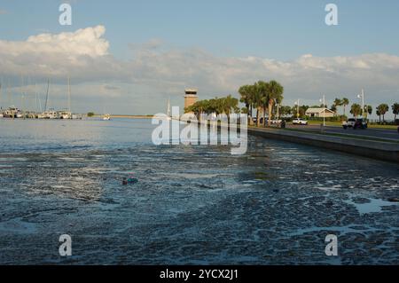 Blick vom Albert Whitted Playground in das südliche Yachtbecken in St. Petersburg, FL. Müll im Bucht-Wasser nach Hurrikan Milton Sturm. Künstliche Kunststoffe Stockfoto