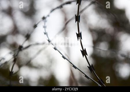 Stacheldraht-Sicherheitszaun. Scharfer, runder Stacheldraht-Silhouette Schatten über dem Hintergrund des Grenzwaldes. Selektive Fokusaufnahme. Stockfoto