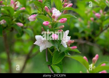 Schöne rosafarbene Blumen Weigela florida. Blumen von weigela florida. Blühender Garten im Frühlings-Garten an sonnigen Tagen. Stockfoto