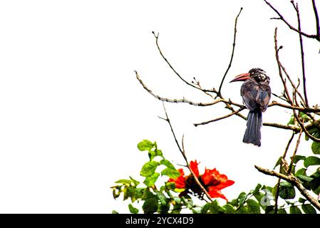 GEKRÖNTER NASHORNVOGEL (Tockus alboterminatus) - Bahai Tempel - Kampala Uganda Stockfoto