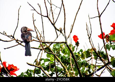 GEKRÖNTER NASHORNVOGEL (Tockus alboterminatus) - Bahai Tempel - Kampala Uganda Stockfoto