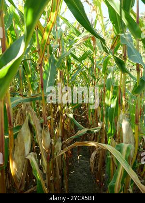 Das Maisfeld nähert sich der Ernte. Auf der Insel Rügen wird ein erheblicher Teil des Maisanbaus zur Energieerzeugung und Biogaserzeugung angebaut. Stockfoto