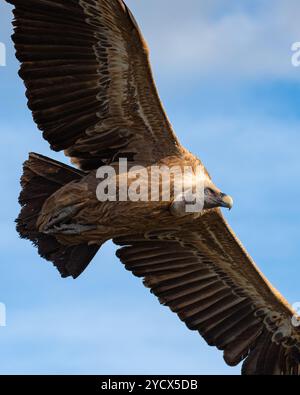 Eurasischer Gänsegeier im Flug, großer Greifvogel fliegt. Monfrague, Extremadura, Spanien Stockfoto