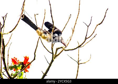 GEKRÖNTER NASHORNVOGEL (Tockus alboterminatus) - Bahai Tempel - Kampala Uganda Stockfoto