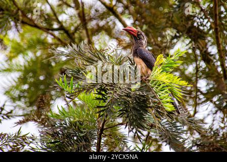 GEKRÖNTER NASHORNVOGEL (Tockus alboterminatus) - Bahai Tempel - Kampala Uganda Stockfoto