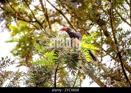 GEKRÖNTER NASHORNVOGEL (Tockus alboterminatus) - Bahai Tempel - Kampala Uganda Stockfoto