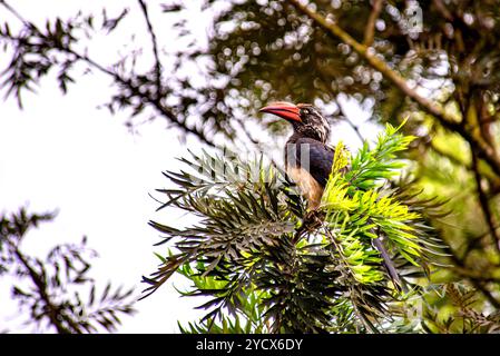 GEKRÖNTER NASHORNVOGEL (Tockus alboterminatus) - Bahai Tempel - Kampala Uganda Stockfoto