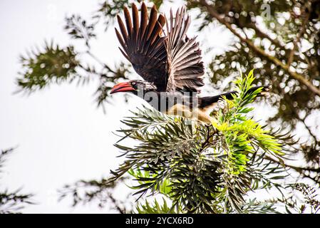 GEKRÖNTER NASHORNVOGEL (Tockus alboterminatus) - Bahai Tempel - Kampala Uganda Stockfoto