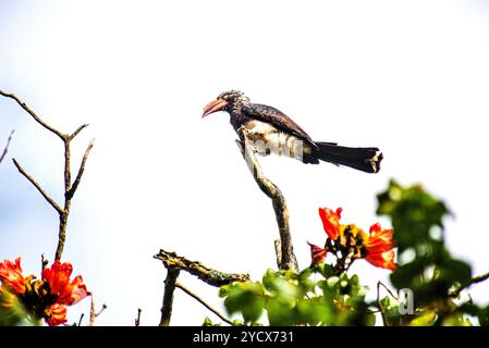 GEKRÖNTER NASHORNVOGEL (Tockus alboterminatus) - Bahai Tempel - Kampala Uganda Stockfoto