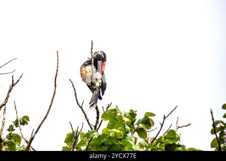 GEKRÖNTER NASHORNVOGEL (Tockus alboterminatus) - Bahai Tempel - Kampala Uganda Stockfoto