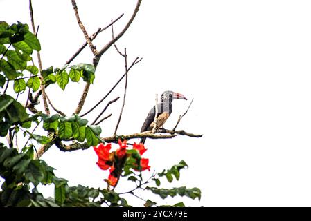 GEKRÖNTER NASHORNVOGEL (Tockus alboterminatus) - Bahai Tempel - Kampala Uganda Stockfoto