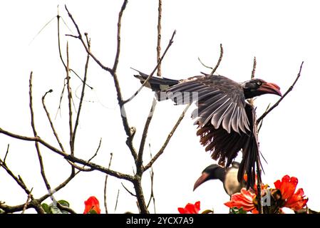 GEKRÖNTER NASHORNVOGEL (Tockus alboterminatus) - Bahai Tempel - Kampala Uganda Stockfoto