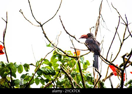 GEKRÖNTER NASHORNVOGEL (Tockus alboterminatus) - Bahai Tempel - Kampala Uganda Stockfoto