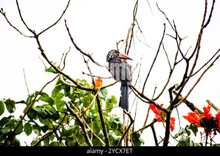 GEKRÖNTER NASHORNVOGEL (Tockus alboterminatus) - Bahai Tempel - Kampala Uganda Stockfoto