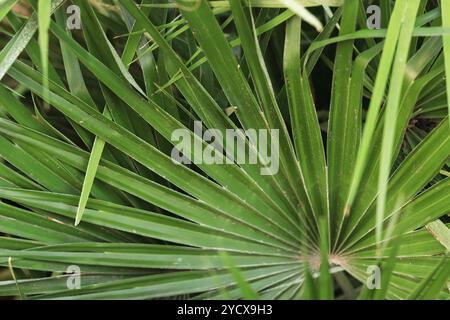 Frisches grünes Blatt einer Chamaerops-Palme, Nahaufnahme. Naturhintergrund. Anlage. Naturtapete mit Nahaufnahme von Sommerpflanzen. Detailansicht des Nahblatts Stockfoto