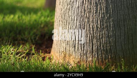 Palme vom Boden, Baumstamm und Gras. Palme wächst im Stadtpark. Nahaufnahme des Kofferraums. Dattelpalme, Struktur, Details. Natürlicher Hintergrund Stockfoto