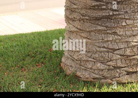 Palme vom Boden, Baumstamm und Gras. Palme wächst im Stadtpark. Nahaufnahme des Kofferraums. Dattelpalme, Struktur, Details. Natürlicher Hintergrund Stockfoto