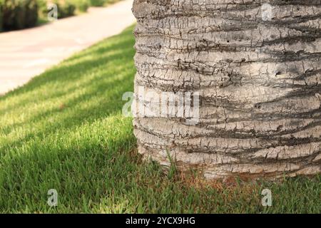 Palme vom Boden, Baumstamm und Gras. Palme wächst im Stadtpark. Nahaufnahme des Kofferraums. Dattelpalme, Struktur, Details. Natürlicher Hintergrund Stockfoto