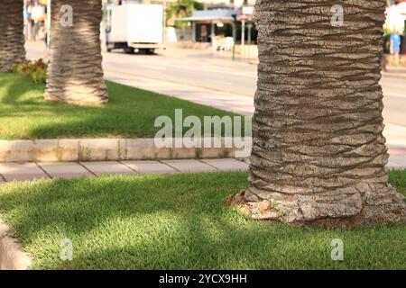 Palme vom Boden, Baumstamm und Gras. Palme wächst im Stadtpark. Nahaufnahme des Kofferraums. Dattelpalme, Struktur, Details. Natürlicher Hintergrund Stockfoto