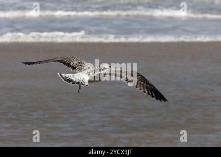 Larus marinus (Larus marinus) kranke Jungvögel fliegen im September 2024 nach Norfolk Stockfoto