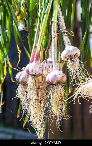 Frisch geerntete Knoblauchzwiebeln, die draußen trocknen. Ernte in der landwirtschaftlichen Produktion Stockfoto