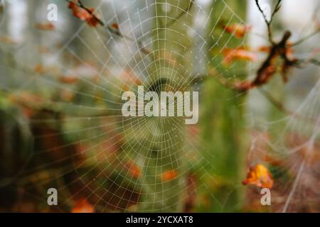 Morgentau oder Kondensation bedeckte Spinnennetz auf Waldzweigen im Herbst. Nahaufnahme Makroaufnahme, keine Leute. Stockfoto