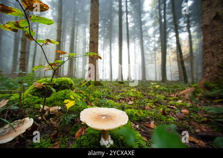 Herbstpilz mit weißer, großer Kappe auf dem Waldboden. Nahaufnahme Weitwinkelaufnahme, nebeliger Wald, keine Leute. Stockfoto