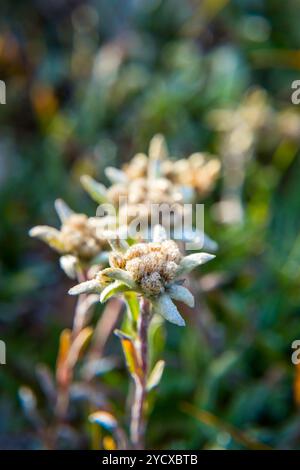 Edelweissblüte Stockfoto