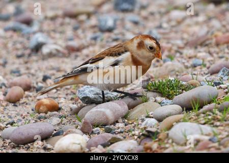 Budleigh Salterton, Devon, Großbritannien. Oktober 2024. Seltene Schneehunde (Plectrophenax nivalis), die zwischen den Strandsteinen in Budleigh Salterton, Devon, Großbritannien, auf der Suche sind. Hinweis: Nidpor/Alamy Live News Stockfoto