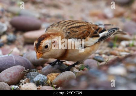 Budleigh Salterton, Devon, Großbritannien. Oktober 2024. Seltene Schneehunde (Plectrophenax nivalis), die zwischen den Strandsteinen in Budleigh Salterton, Devon, Großbritannien, auf der Suche sind. Hinweis: Nidpor/Alamy Live News Stockfoto