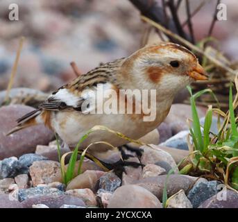 Budleigh Salterton, Devon, Großbritannien. Oktober 2024. Seltene Schneehunde (Plectrophenax nivalis), die zwischen den Strandsteinen in Budleigh Salterton, Devon, Großbritannien, auf der Suche sind. Hinweis: Nidpor/Alamy Live News Stockfoto