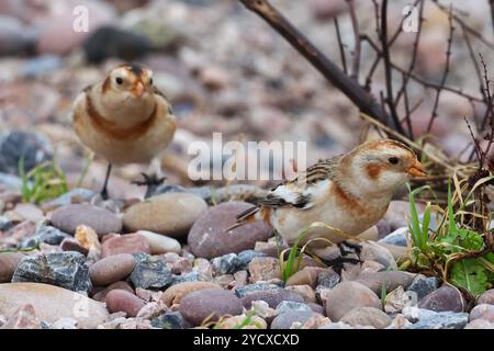 Budleigh Salterton, Devon, Großbritannien. Oktober 2024. Seltene Schneehunde (Plectrophenax nivalis), die zwischen den Strandsteinen in Budleigh Salterton, Devon, Großbritannien, auf der Suche sind. Hinweis: Nidpor/Alamy Live News Stockfoto