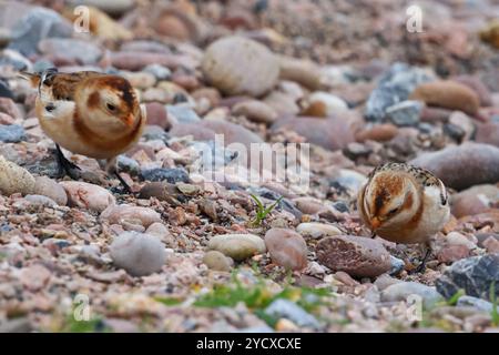 Budleigh Salterton, Devon, Großbritannien. Oktober 2024. Seltene Schneehunde (Plectrophenax nivalis), die zwischen den Strandsteinen in Budleigh Salterton, Devon, Großbritannien, auf der Suche sind. Hinweis: Nidpor/Alamy Live News Stockfoto