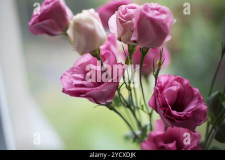 Wunderschöner Strauß aus leuchtend rosa Blüten Eustoma Stockfoto