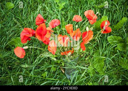 Rote Mohnblumen in einer Vase im grünen Gras Stockfoto