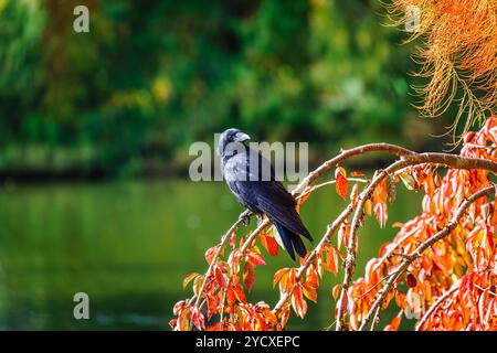 Eine große schwarze Aaskrähe (Corvus Corone) thront in einem Baum mit Herbstfarben im RHS Garden Wisley, Surrey, Südosten Englands Stockfoto