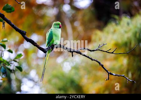 Ein Ringhals-Sittich (Psittacula krameri) thront im Herbst auf einem Zweig im RHS Garden Wisley, Surrey, Südosten Englands Stockfoto