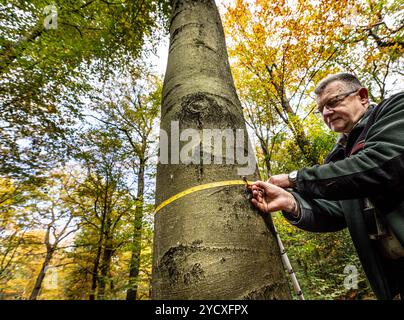 Arnsberg, Deutschland. Oktober 2024. Lutz Jaschke aus Wald und Holz NRW misst den Umfang eines Baumes. Gemeinsam mit Experten aus Wald und Holz NRW stellte Landwirtschaftsminister Gorißen im Forstbildungszentrum Arnsberg die Ergebnisse des aktuellen nationalen Waldinventars für NRW vor. Quelle: Dieter Menne/dpa/Alamy Live News Stockfoto