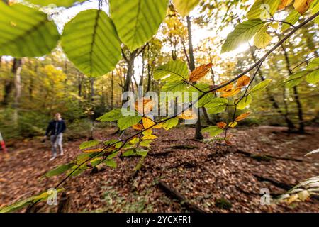 Arnsberg, Deutschland. Oktober 2024. In Arnsberg im Sauerland sind die Wälder gut mit Laubbäumen gemischt. Tote Fichtenbäume sind noch zu finden. Gemeinsam mit Experten aus Wald und Holz NRW stellte Landwirtschaftsminister Gorißen im Forstbildungszentrum Arnsberg die Ergebnisse des aktuellen nationalen Waldinventars für Nordrhein-Westfalen vor. Quelle: Dieter Menne/dpa/Alamy Live News Stockfoto