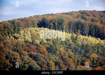 Arnsberg, Deutschland. Oktober 2024. In Arnsberg im Sauerland sind die Wälder gut mit Laubbäumen gemischt. Tote Fichtenbäume sind noch zu finden. Gemeinsam mit Experten aus Wald und Holz NRW stellte Landwirtschaftsminister Gorißen im Forstbildungszentrum Arnsberg die Ergebnisse des aktuellen nationalen Waldinventars für Nordrhein-Westfalen vor. Quelle: Dieter Menne/dpa/Alamy Live News Stockfoto