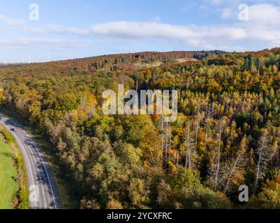 Arnsberg, Deutschland. Oktober 2024. In Arnsberg im Sauerland sind die Wälder gut mit Laubbäumen gemischt. Tote Fichtenbäume sind noch zu finden. Gemeinsam mit Experten aus Wald und Holz NRW stellte Landwirtschaftsminister Gorißen im Forstbildungszentrum Arnsberg die Ergebnisse des aktuellen Bundesforstinventars für Nordrhein-Westfalen vor. Quelle: Dieter Menne/dpa/Alamy Live News Stockfoto