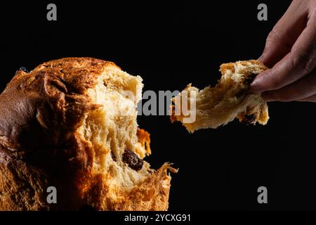 Nahaufnahme einer zugeschnittenen, nicht erkennbaren Hand, die einen flauschigen, gebackenen Panettone auseinanderzieht, um seine feuchte Textur und großzügige Fruchtfüllung zu enthüllen Stockfoto