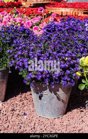 Leuchtend violette Astern blühen in einem verwitterten Metalltopf, der vor einer Bettung aus purpurrotem Rindenmulch steht Stockfoto