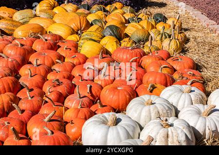 Das Bild zeigt eine lebhafte Sammlung von Kürbissen in verschiedenen Größen und Farben, einschließlich Orange, weiß und Grün, ordentlich auf Heu im Freien angeordnet, SH Stockfoto