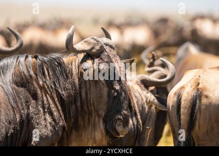 Eine scharfe Nahaufnahme, die die detaillierte Textur eines Gnus inmitten einer Herde in der sonnendurchfluteten Masai Mara einfängt Stockfoto